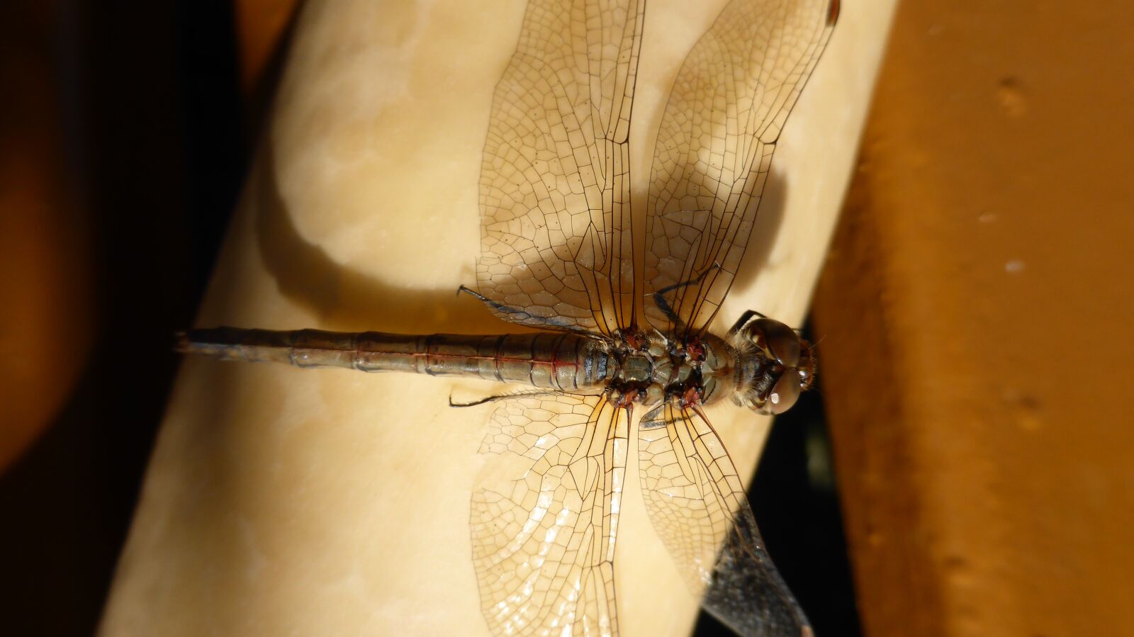 Panasonic DMC-TZ41 sample photo. Dragonfly, zucchini, close up photography
