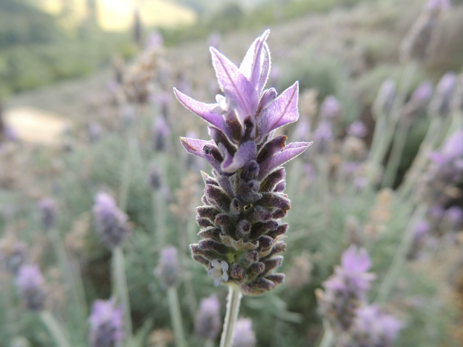 Nikon Coolpix P510 sample photo. Flor, lavanda, aroma photography