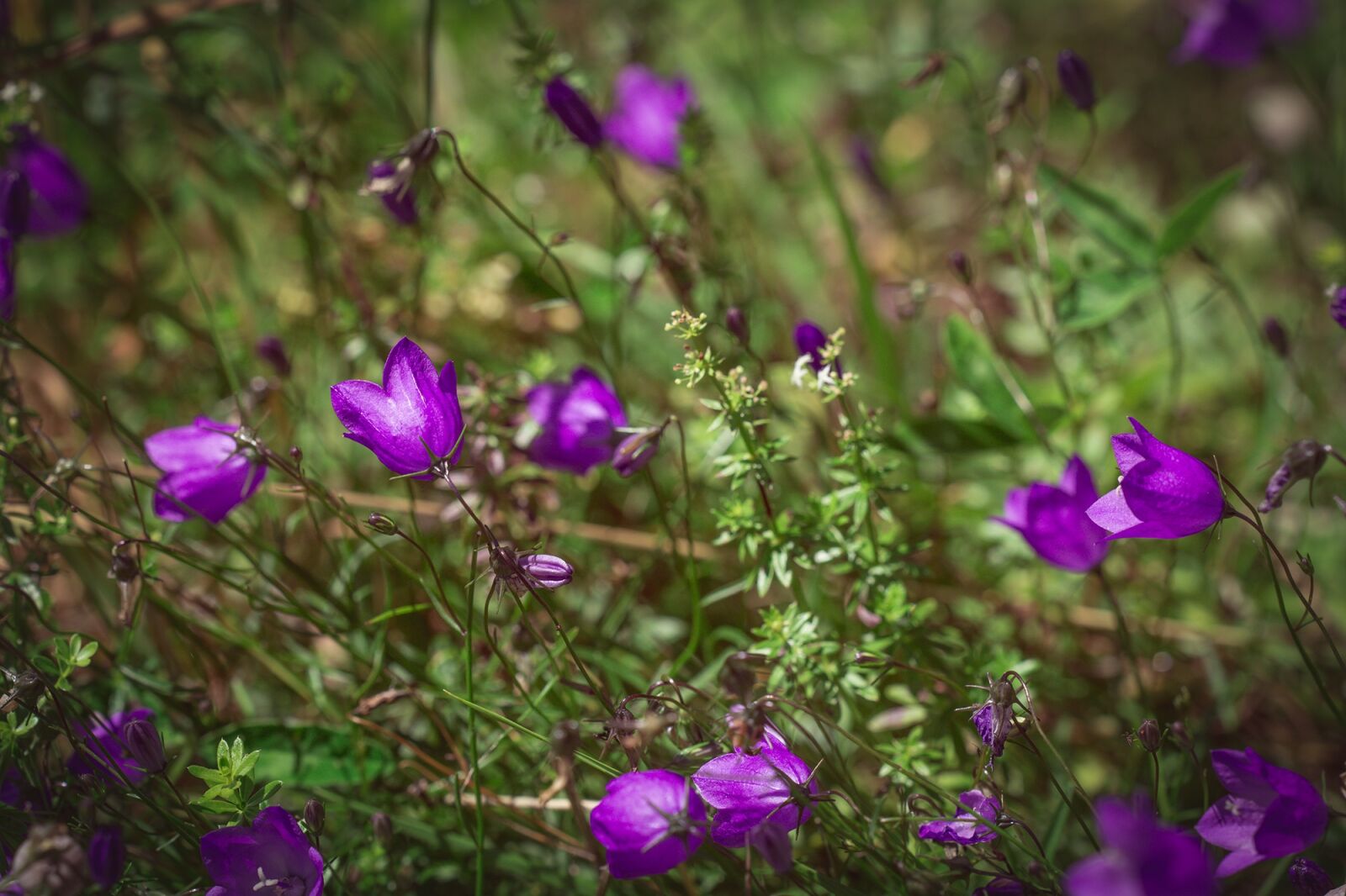 Nikon D7100 sample photo. Round leaved bellflower, campanula photography