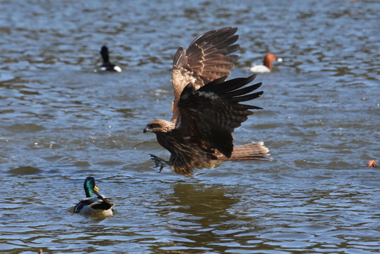 Nikon D7200 sample photo. Animal, lake, bird photography