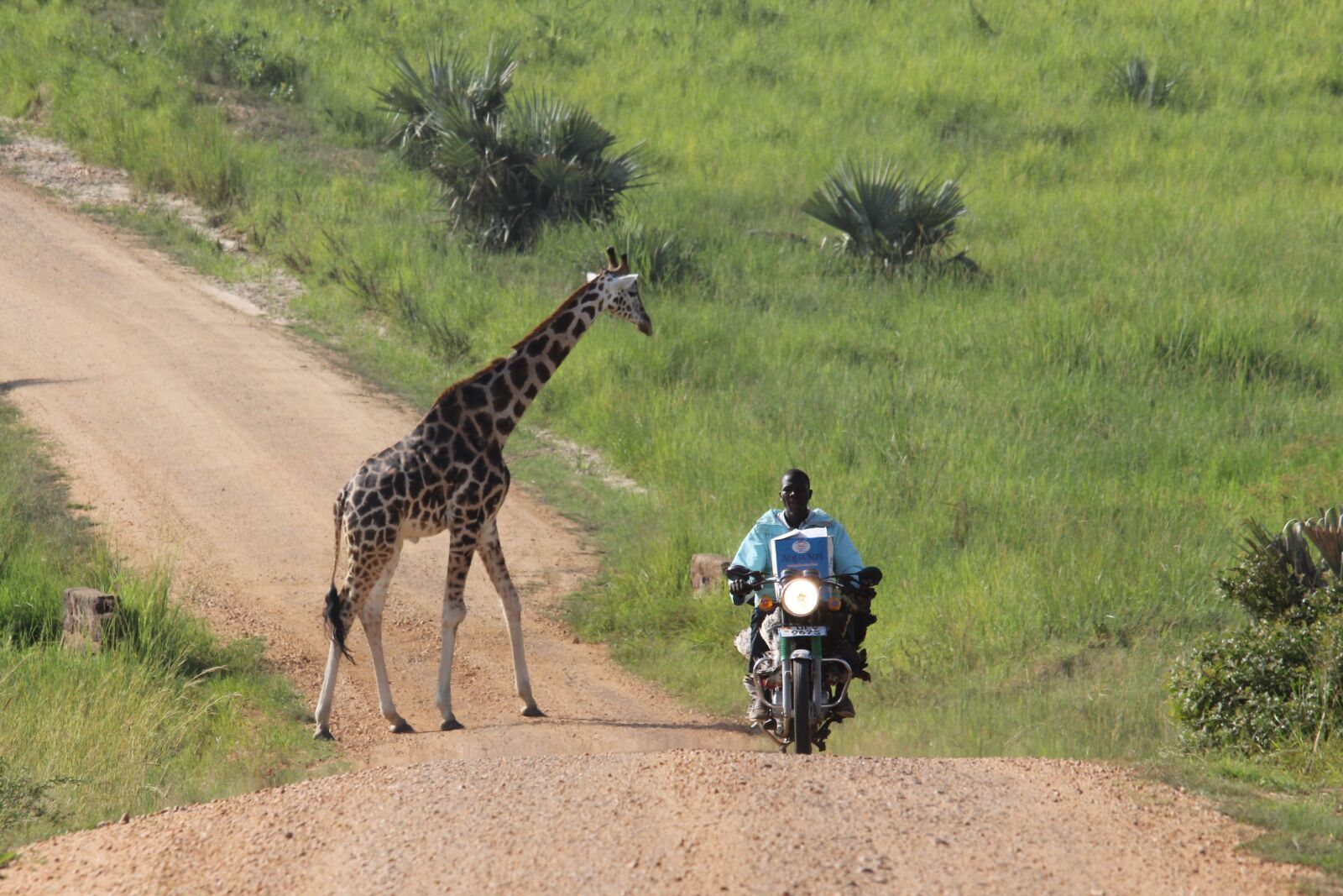Canon EOS 60D sample photo. Giraffe, crossing, dirt photography