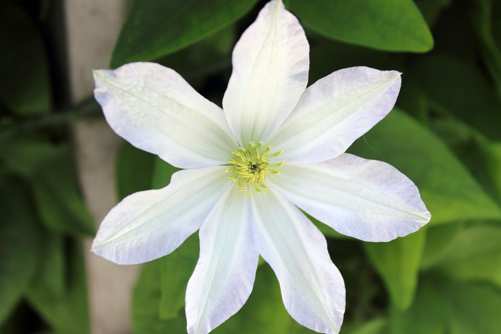 Canon EOS 600D (Rebel EOS T3i / EOS Kiss X5) sample photo. Flower, white flower, clematis photography