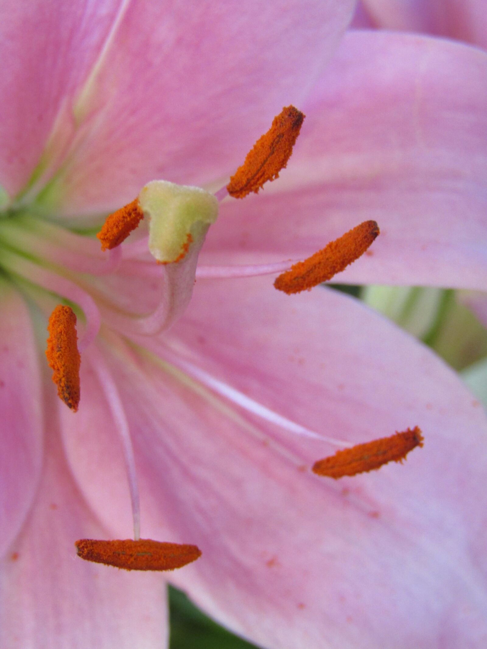 Canon POWERSHOT SX432 IS sample photo. Lily, pollen, blossom photography