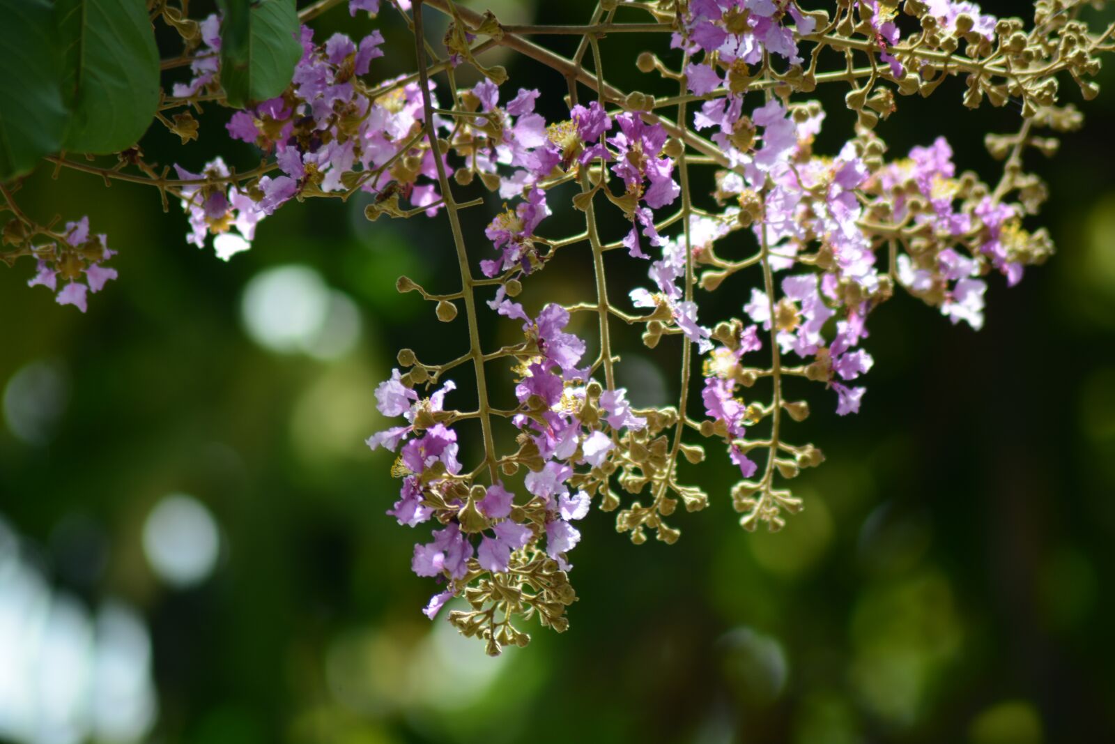 Nikon D7100 sample photo. Flowers, purple, purple flowers photography