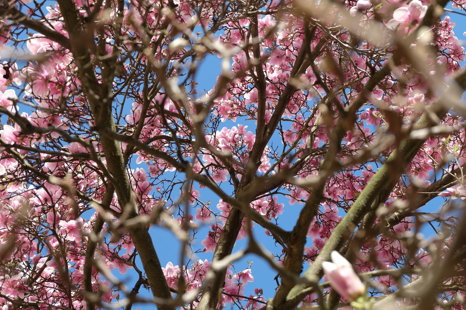 Fujifilm X-A2 + Fujifilm XC 16-50mm F3.5-5.6 OIS II sample photo. Nature, tree, spring photography