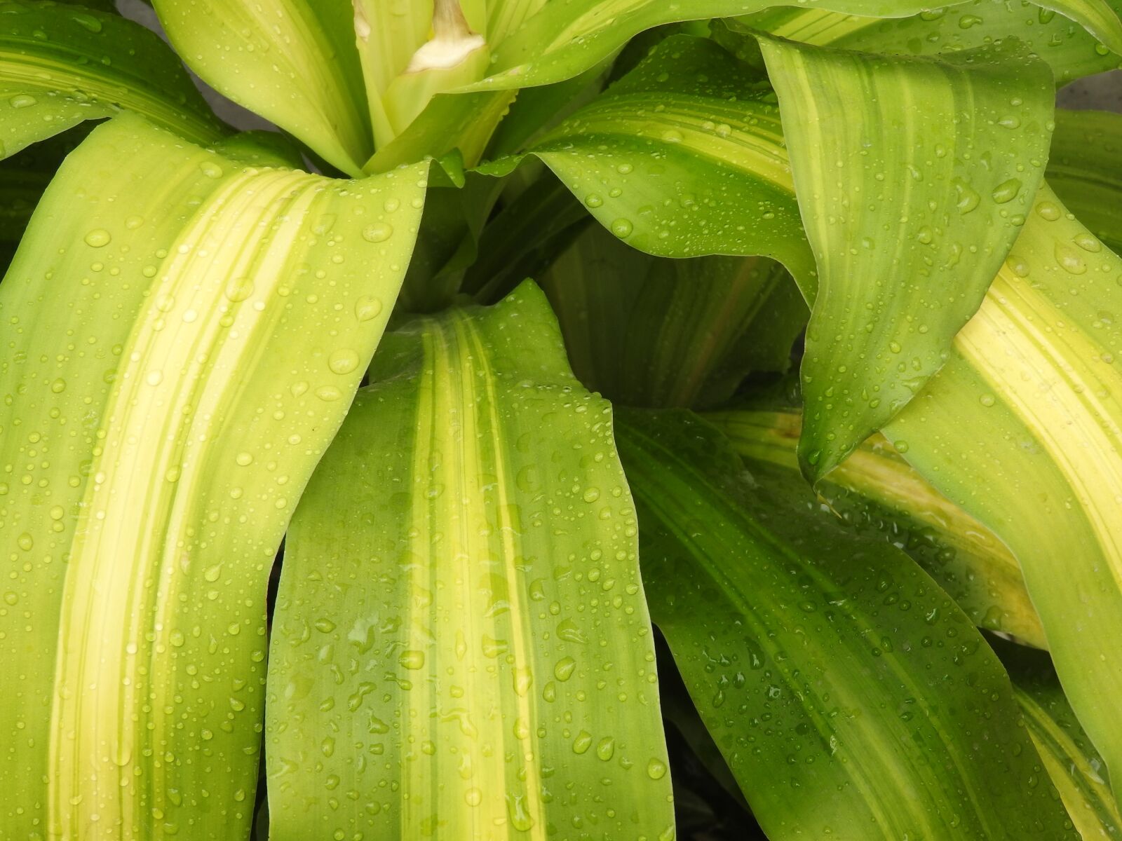 Nikon Coolpix P610 sample photo. Nature, green, plants photography