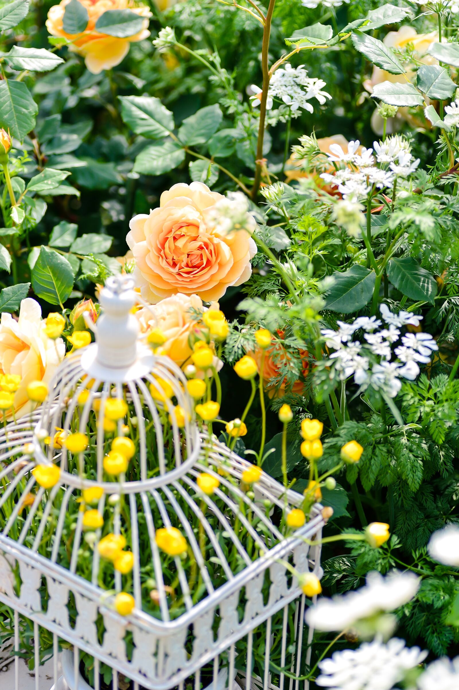 Nikon Df sample photo. Natural, plant, rose photography