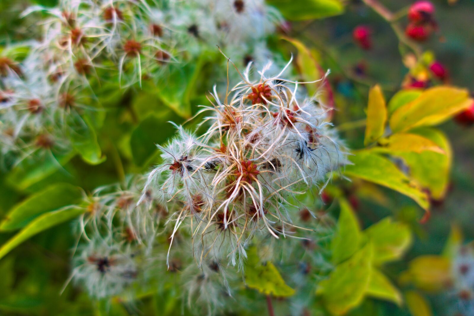 Sony DSC-RX100M5A sample photo. Clematis, wild, nature photography