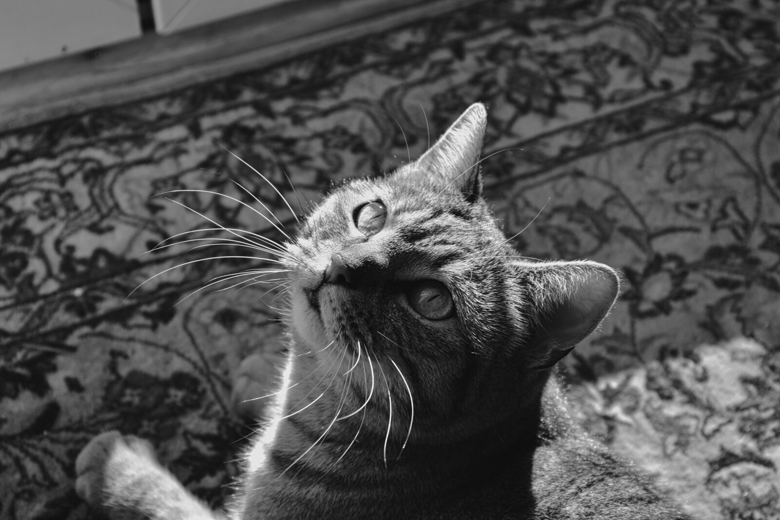 Nikon D5600 sample photo. Cat, grey, black and photography