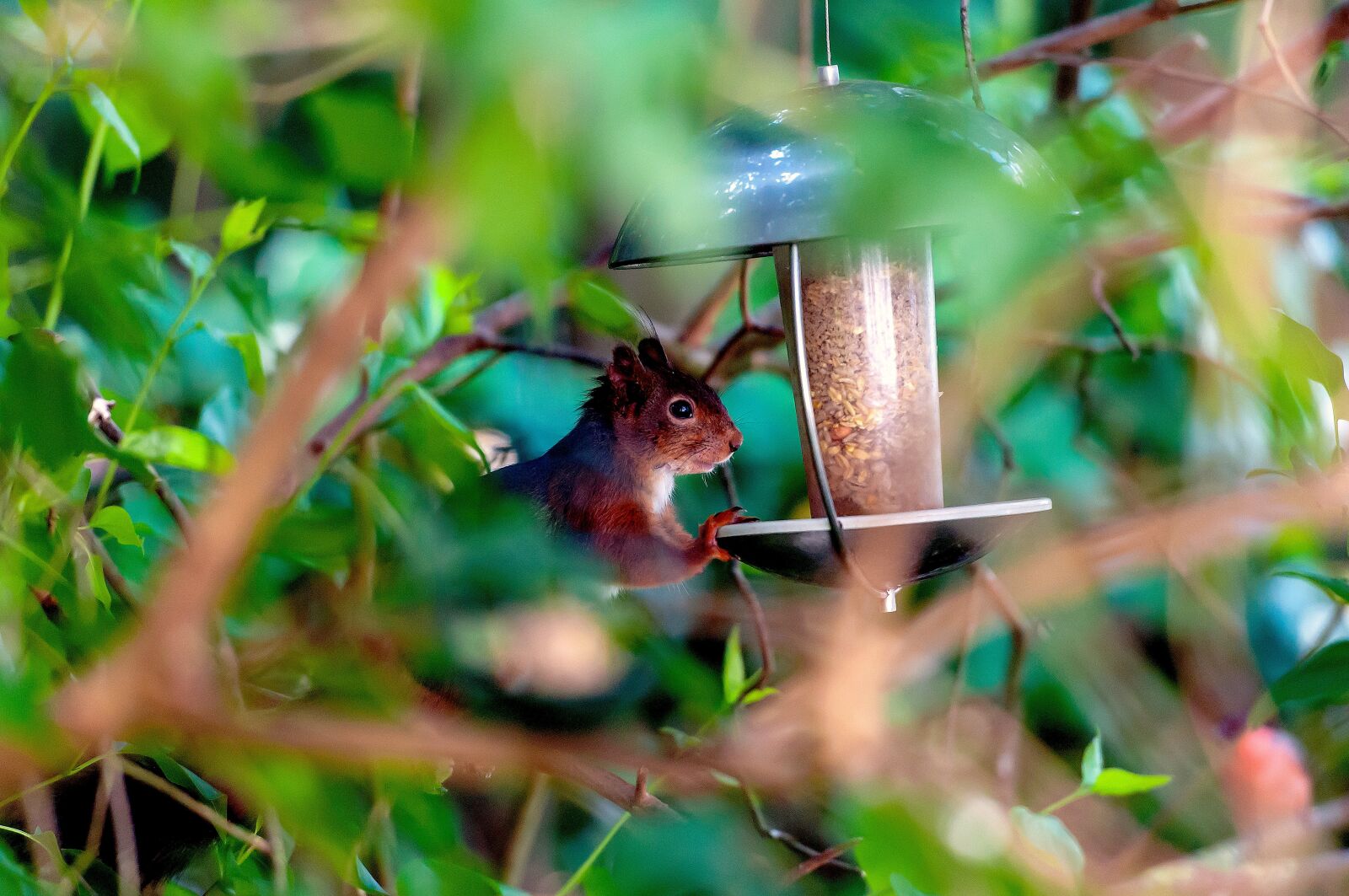 Nikon D5000 sample photo. Squirrel, rodent, nature photography