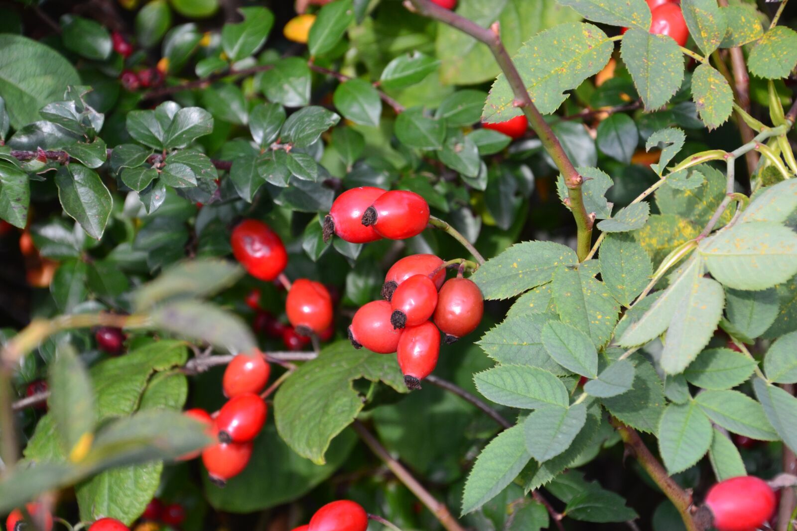 Nikon D3100 sample photo. Fruit, rose hip, nature photography