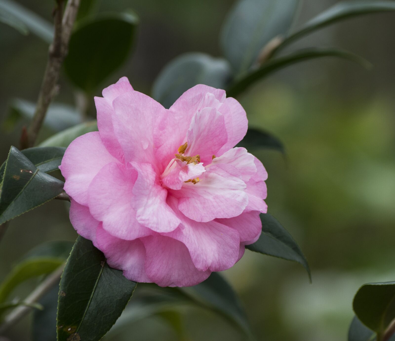 Pentax K-50 sample photo. Flower, bloom, pink photography