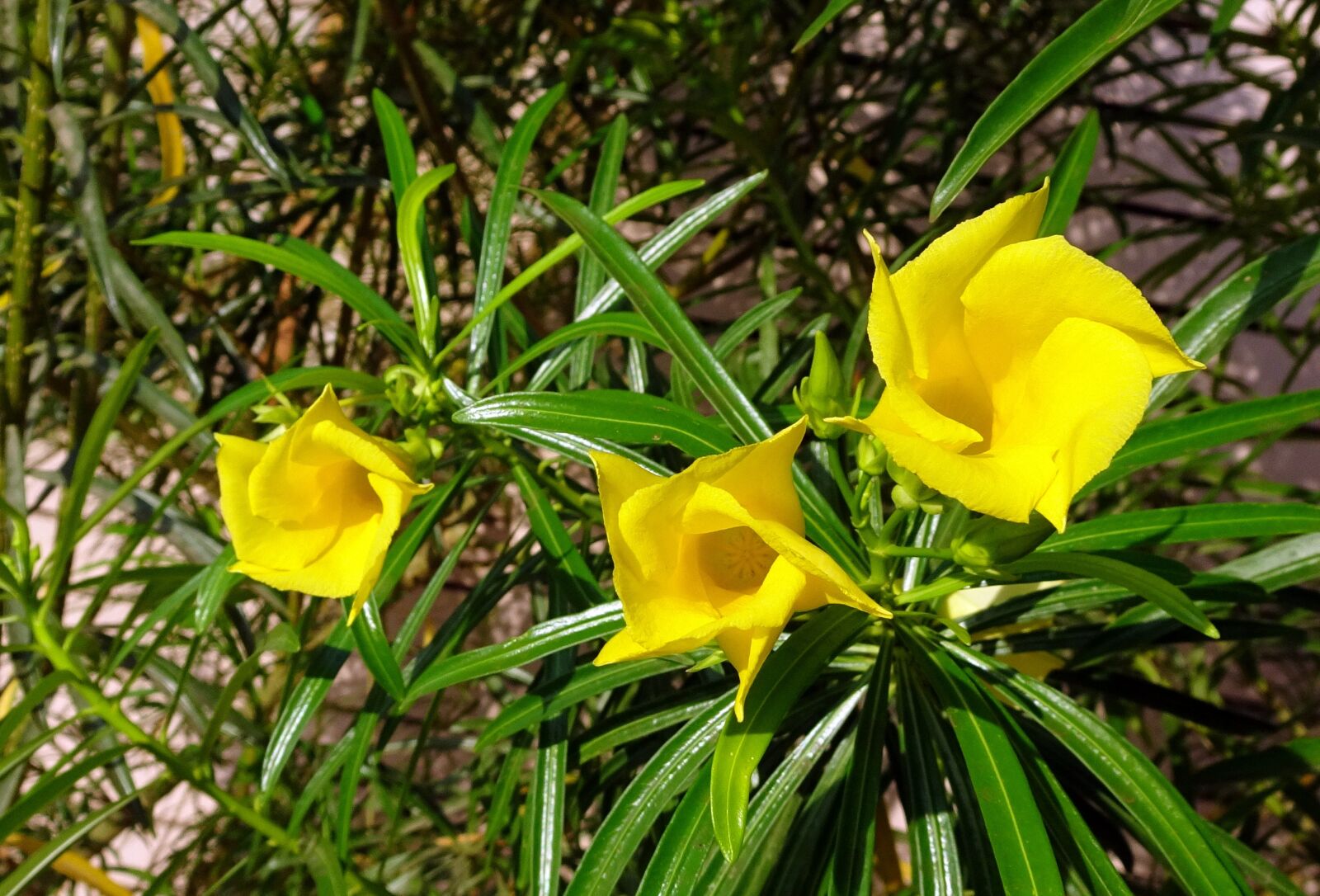 Sony Cyber-shot DSC-HX90V sample photo. Flower, oleander, yellow photography
