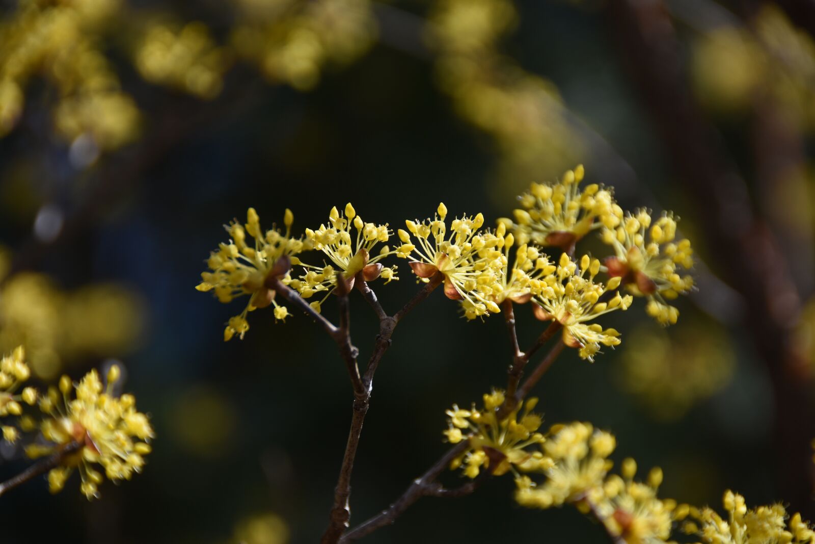 Nikon D7200 sample photo. Spring, flowers, yellow photography