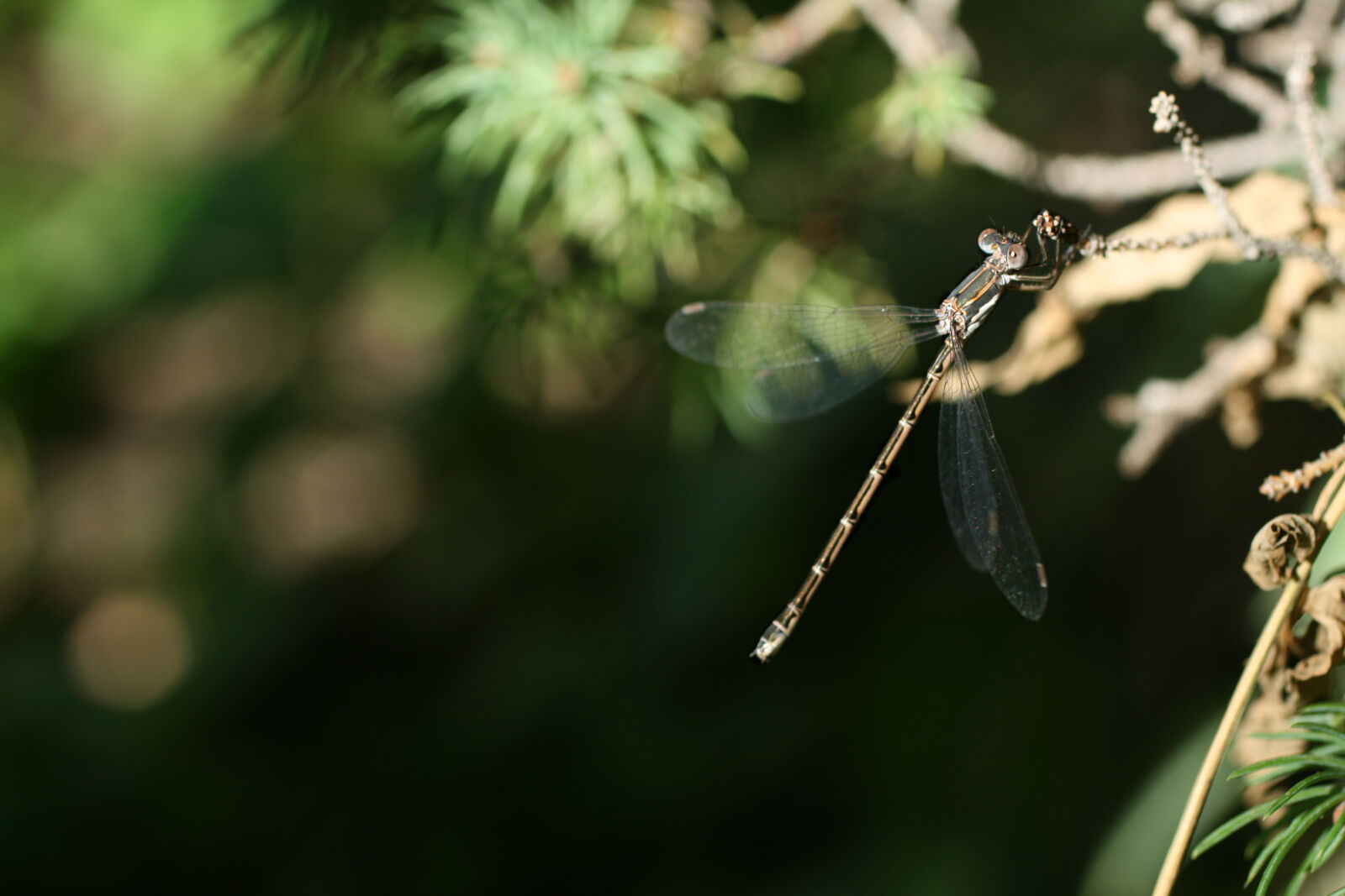 Canon EOS 400D (EOS Digital Rebel XTi / EOS Kiss Digital X) sample photo. Background, background, image, bug photography