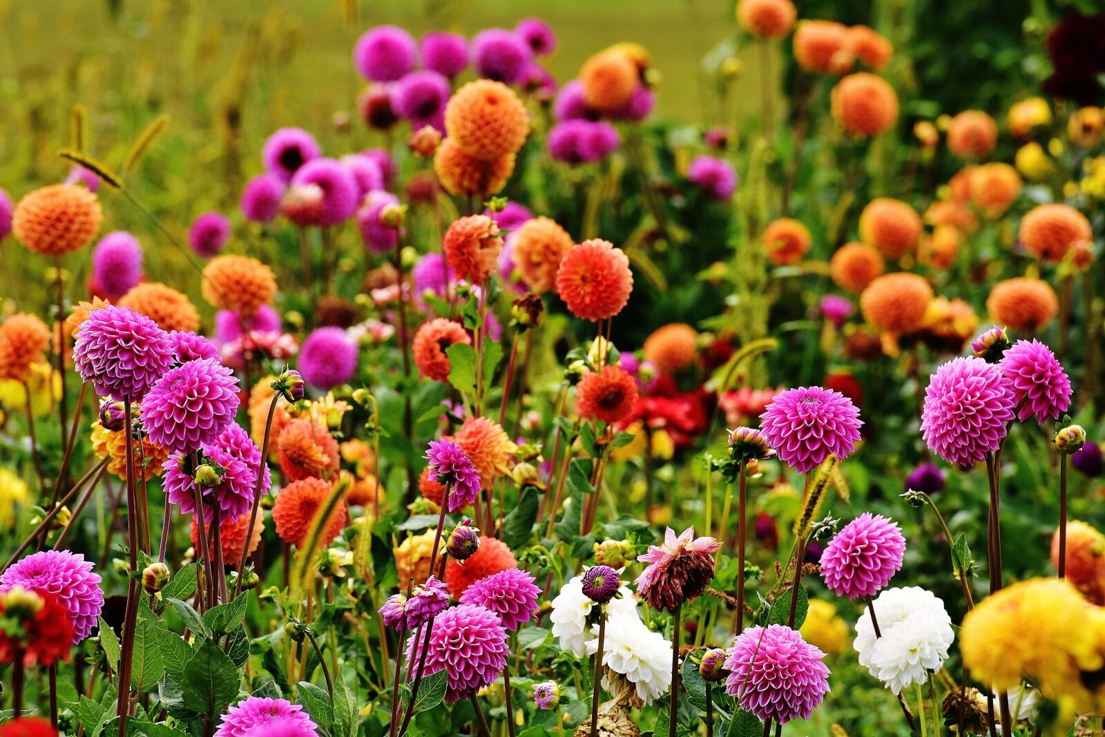 Nikon D7200 sample photo. Dahlia, dahlias, autumn photography