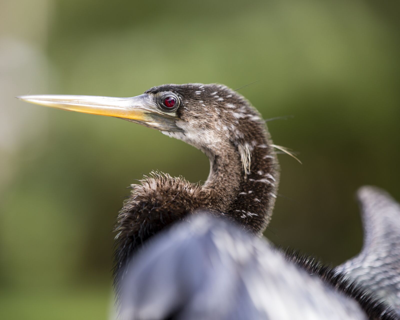 Canon EOS 5D Mark III sample photo. Bird, florida, animal photography