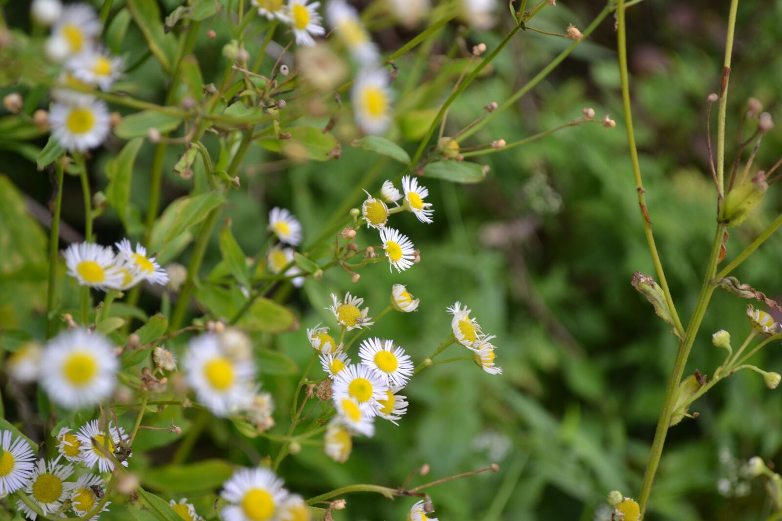 Nikon D3100 sample photo. Nature, plant, flower photography