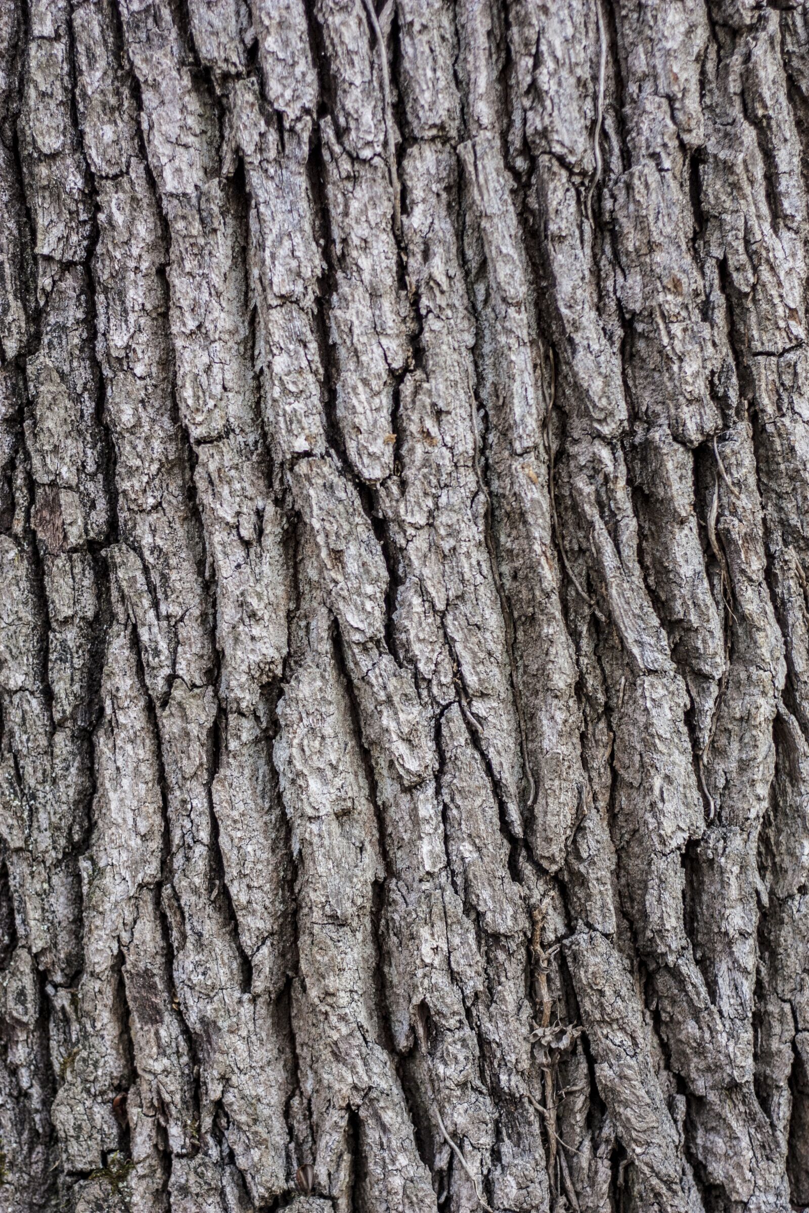 Canon EOS 450D (EOS Rebel XSi / EOS Kiss X2) + Canon EF 50mm F1.8 II sample photo. Tree, bark, wooden photography