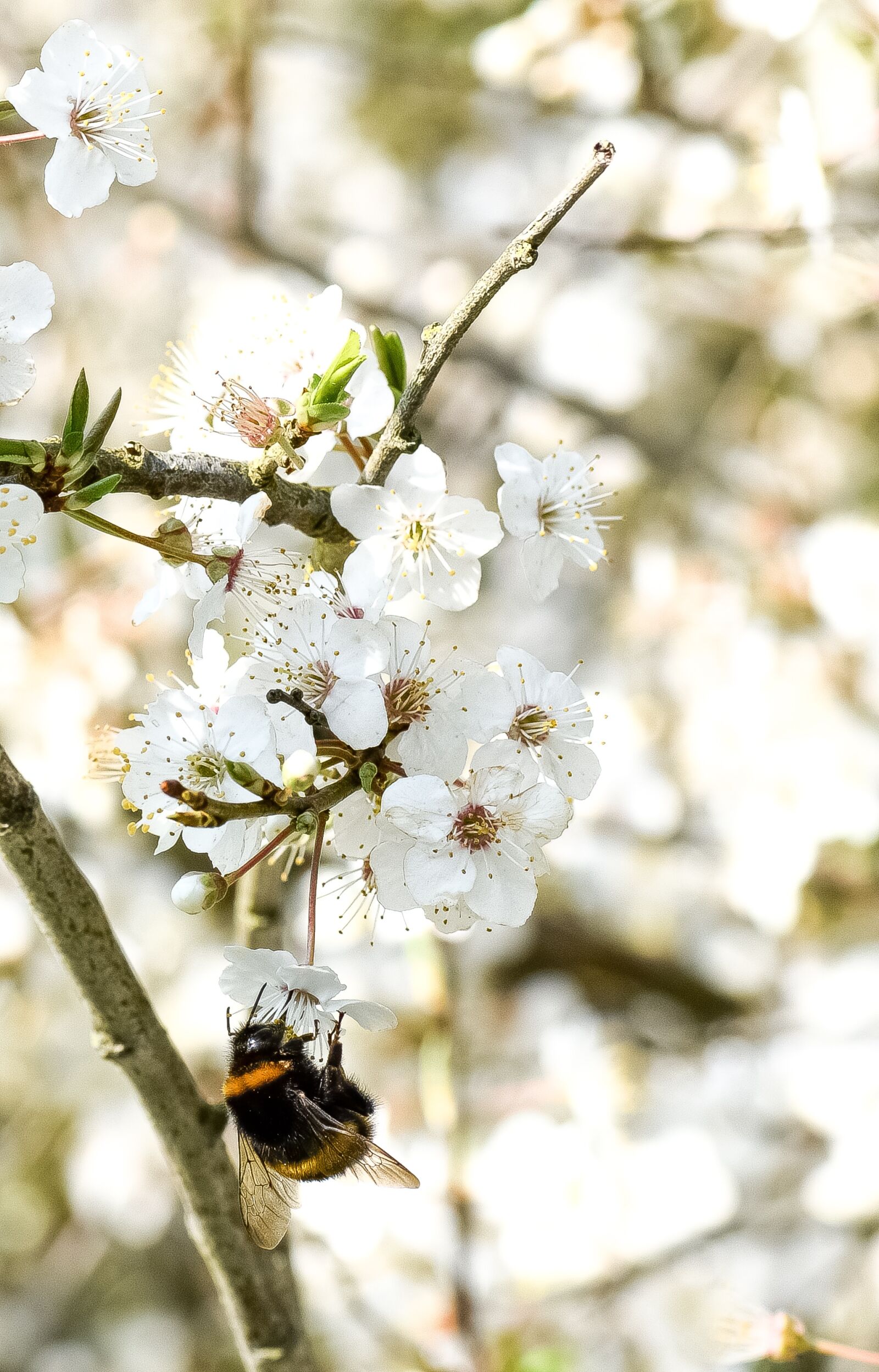 Nikon D5300 sample photo. Bee, insect, spring photography