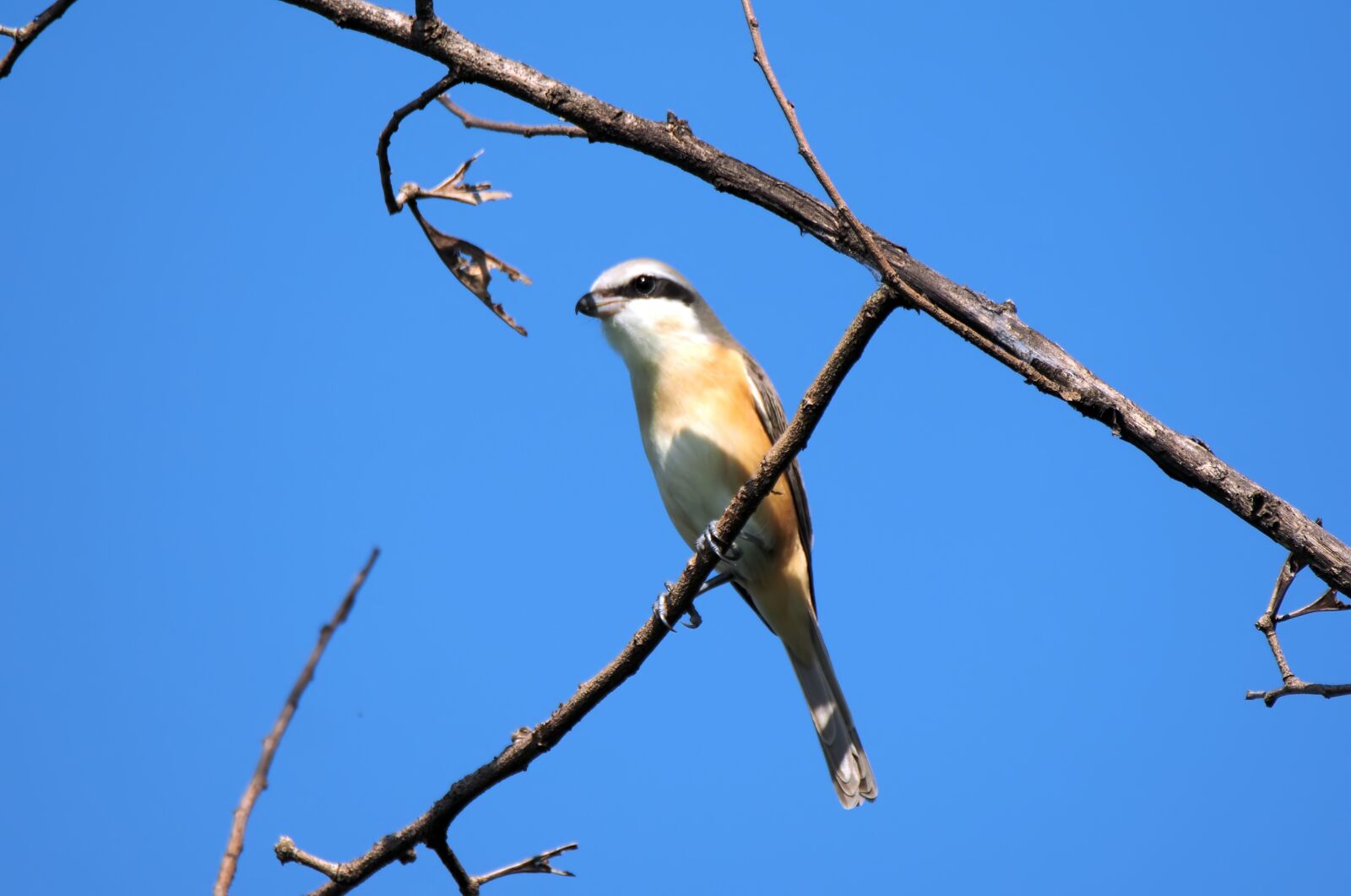 Olympus OM-D E-M1 sample photo. Brown shrike adult, wild photography