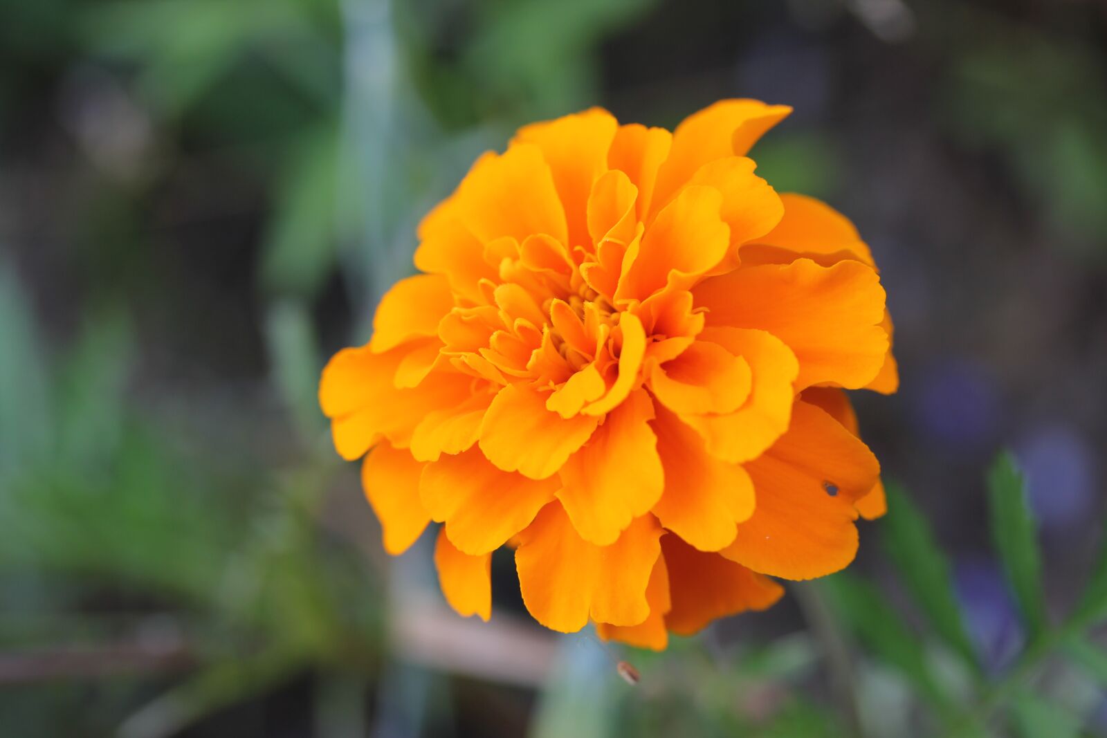 Canon EOS 550D (EOS Rebel T2i / EOS Kiss X4) sample photo. Flower, nature, pfingstsrose photography