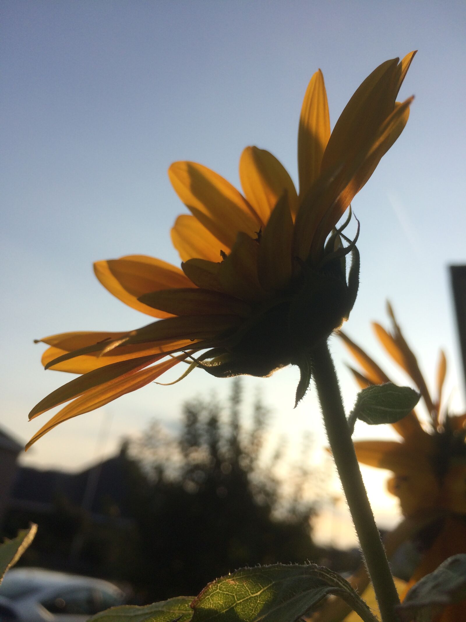 iPhone 5s back camera 4.15mm f/2.2 sample photo. Evening, sunflower, sunset photography
