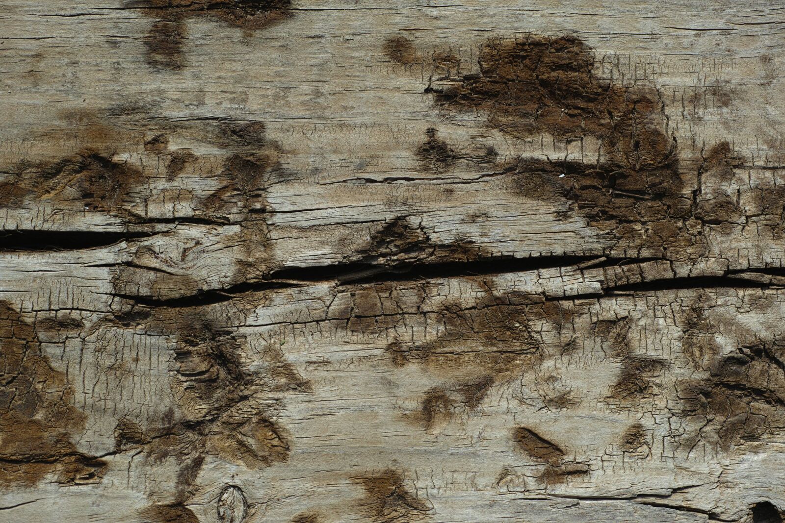 Sigma DP3 Merrill sample photo. Tree, wood, billet photography