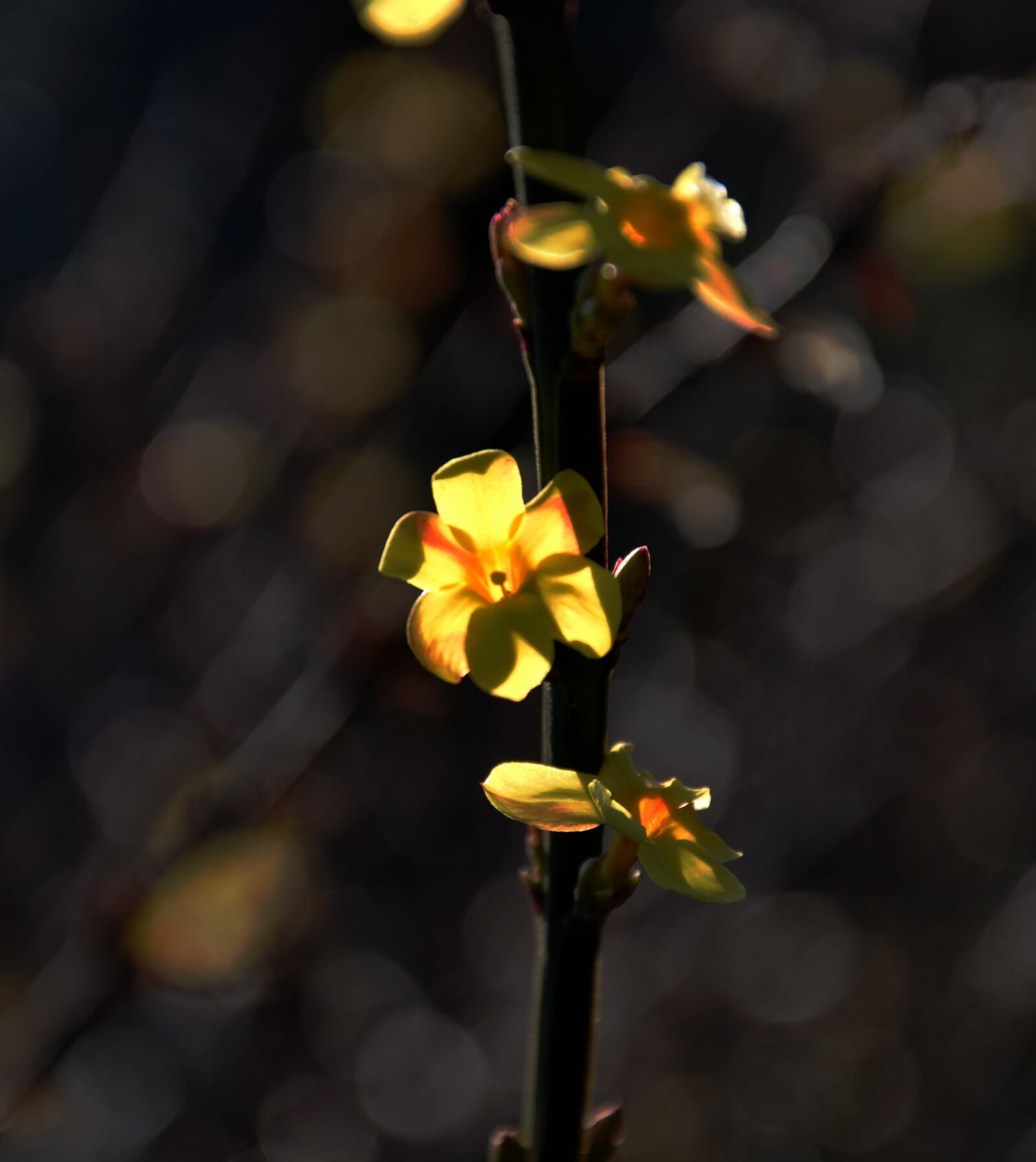 Nikon D90 sample photo. Spring, yellow, spring flowers photography