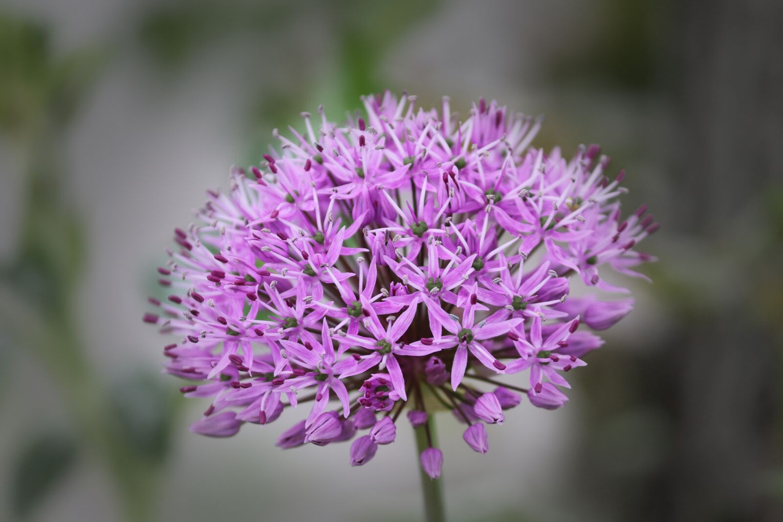 Canon EOS 200D (EOS Rebel SL2 / EOS Kiss X9) sample photo. Ornamental onion, allium, blossom photography