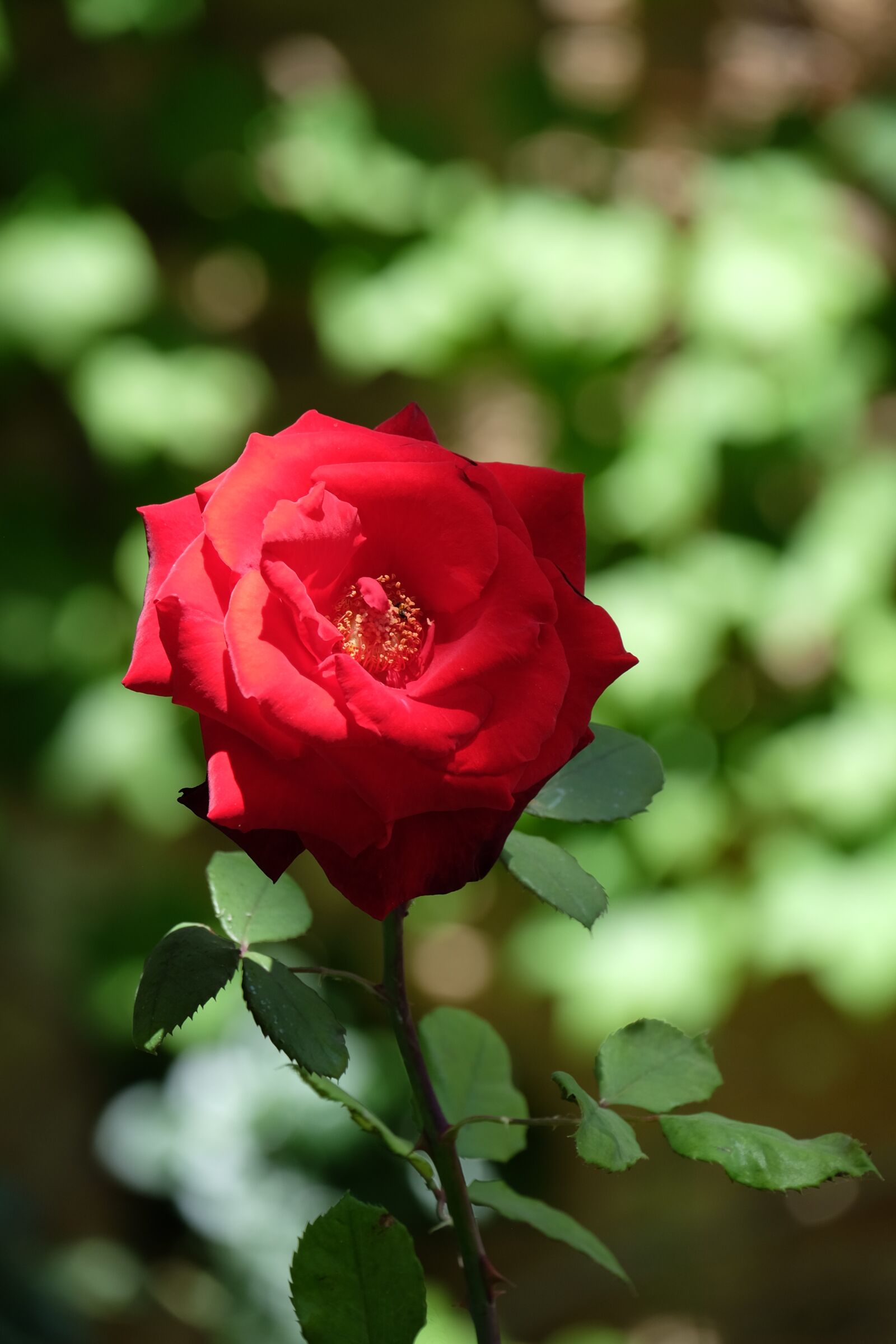 Fujifilm X-T10 + Fujifilm XC 50-230mm F4.5-6.7 OIS sample photo. Flower, nature, rose photography