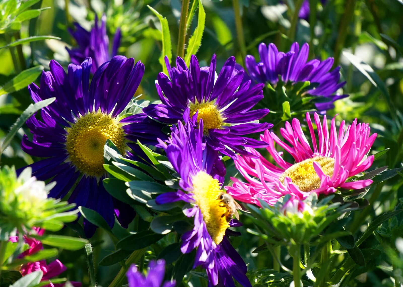 Sony Alpha a5000 (ILCE 5000) + Sony E 55-210mm F4.5-6.3 OSS sample photo. Asters, flowers, blossom photography