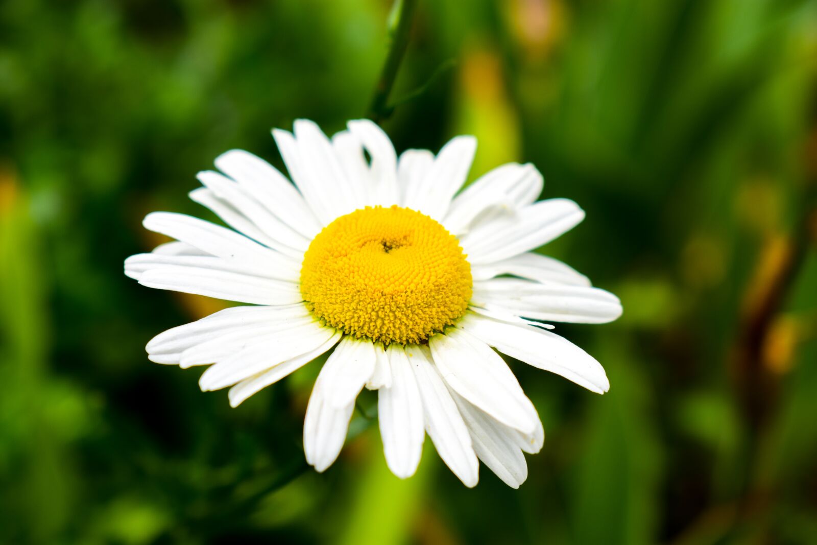 Nikon D3400 sample photo. Plant, nature, flower photography