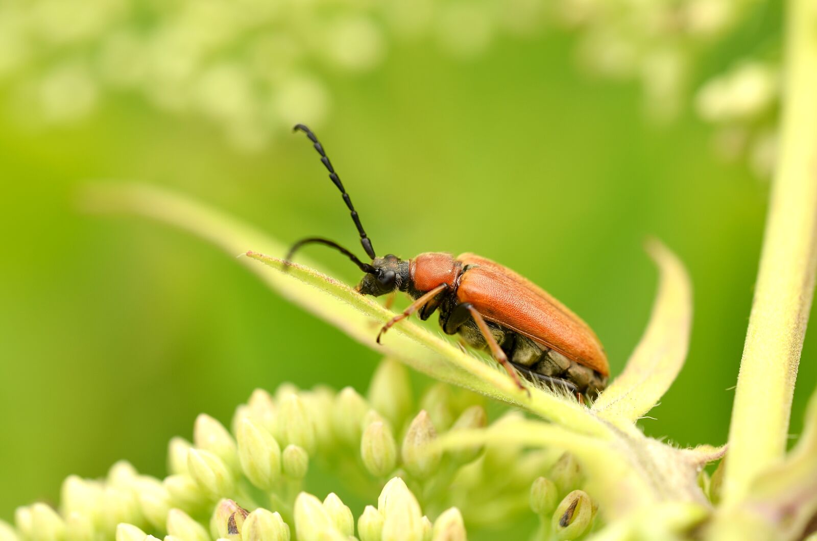 Nikon D5100 sample photo. Beetle, insect, macro photography