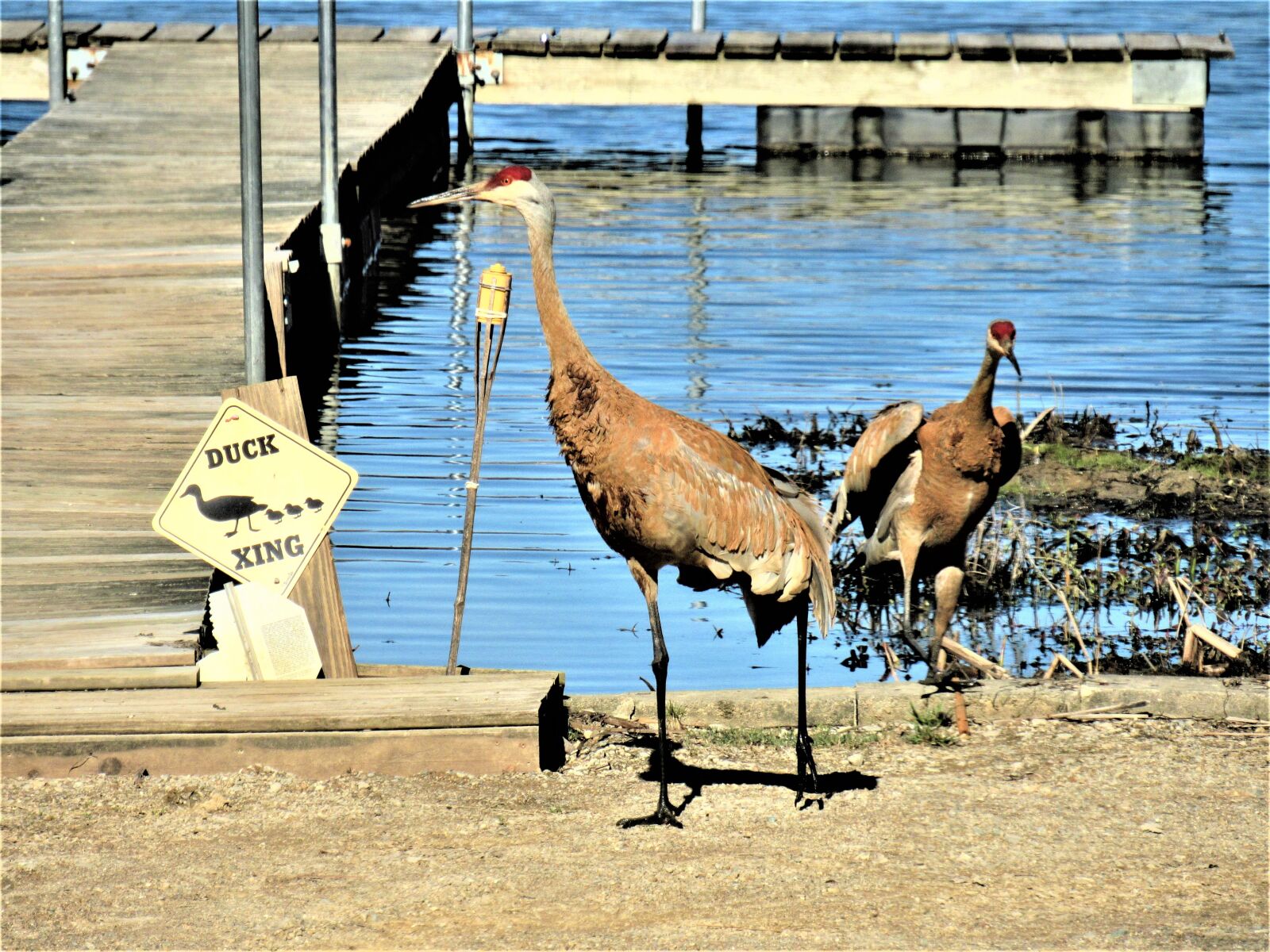 Canon PowerShot SX530 HS sample photo. Sandhill cranes, two sandhill photography