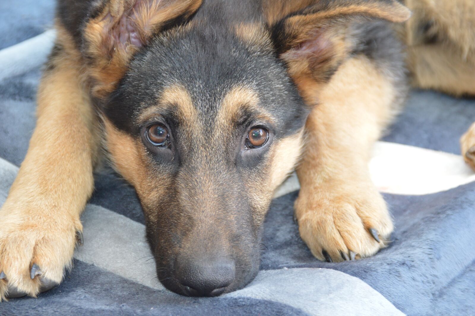Nikon D3200 sample photo. Dog, shepherd, eyes photography