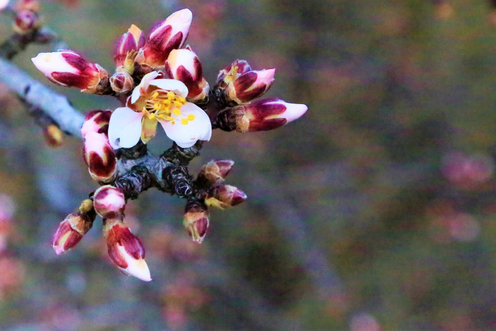 Canon EF 24-105mm F4L IS USM sample photo. Flowers, spring, nature photography