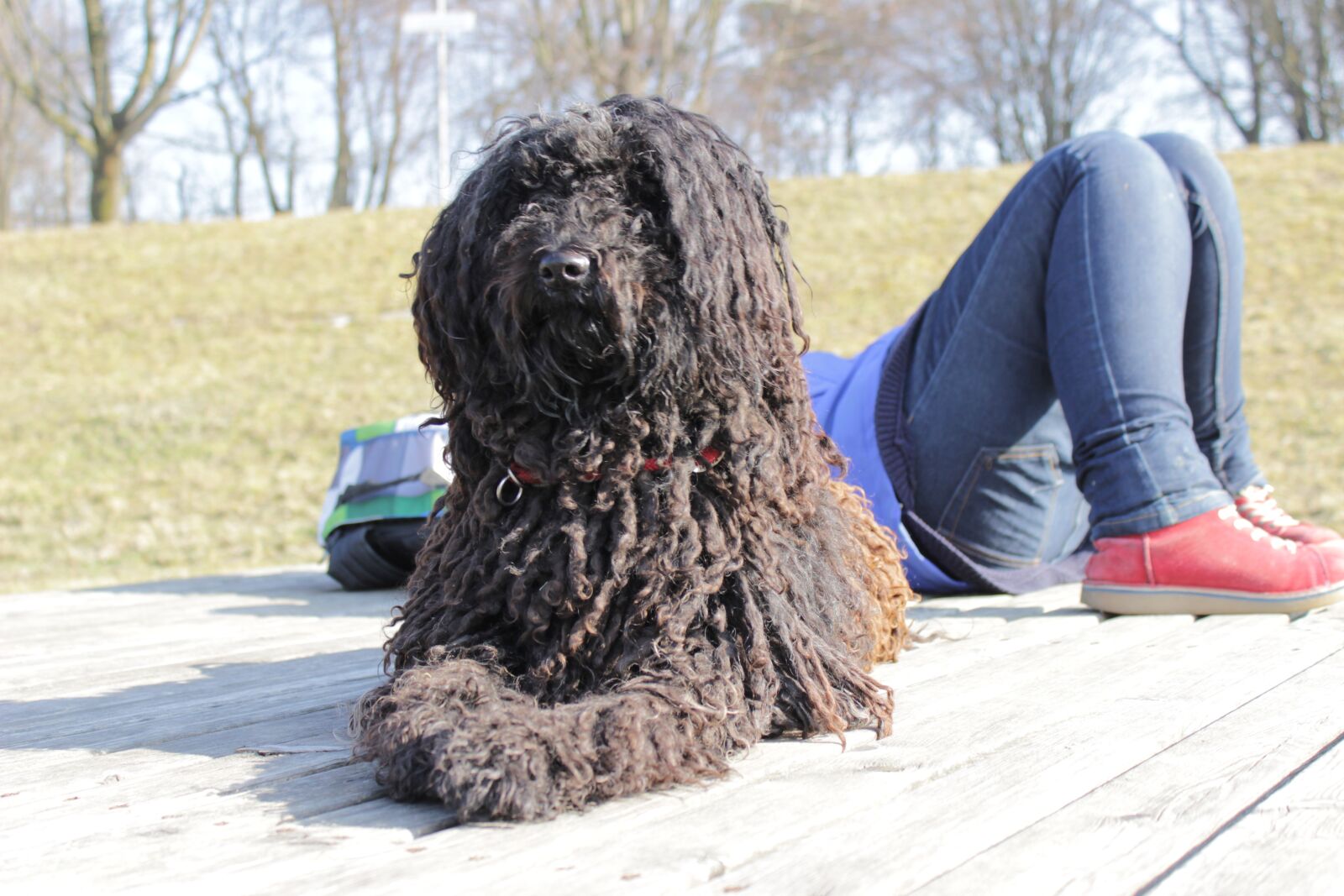 Canon EOS 600D (Rebel EOS T3i / EOS Kiss X5) sample photo. Dog, vigilant, attention photography