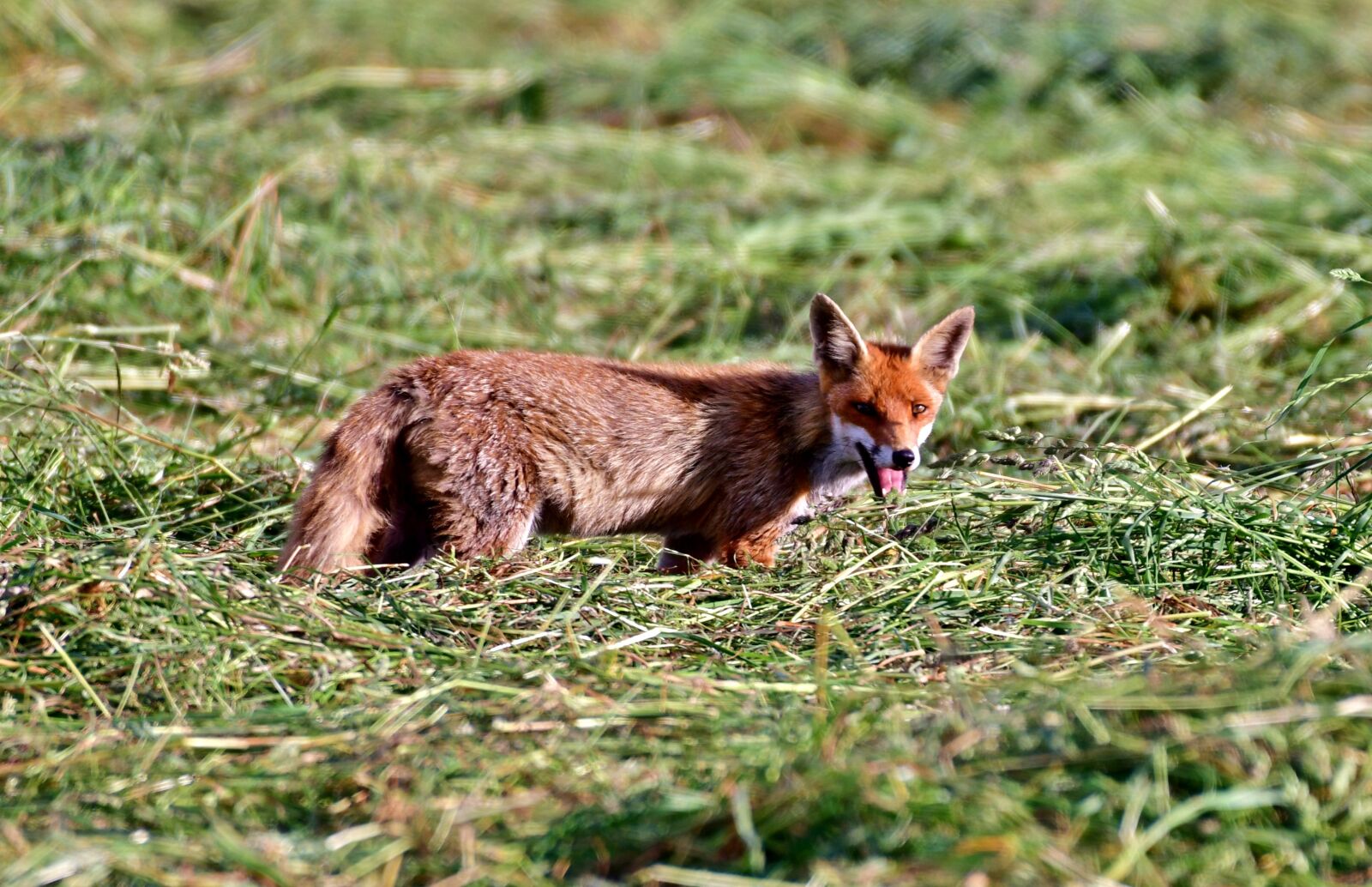 Nikon D500 sample photo. Fox, young, animal photography