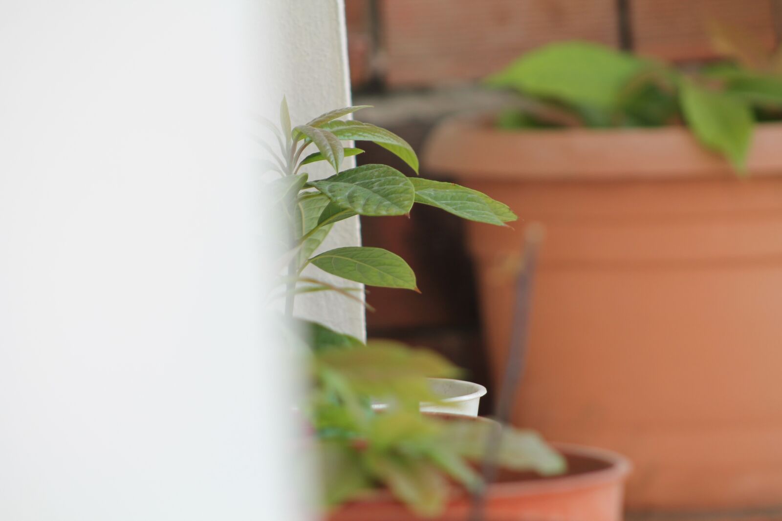 Canon EF75-300mm f/4-5.6 sample photo. Avocado, tree, green photography