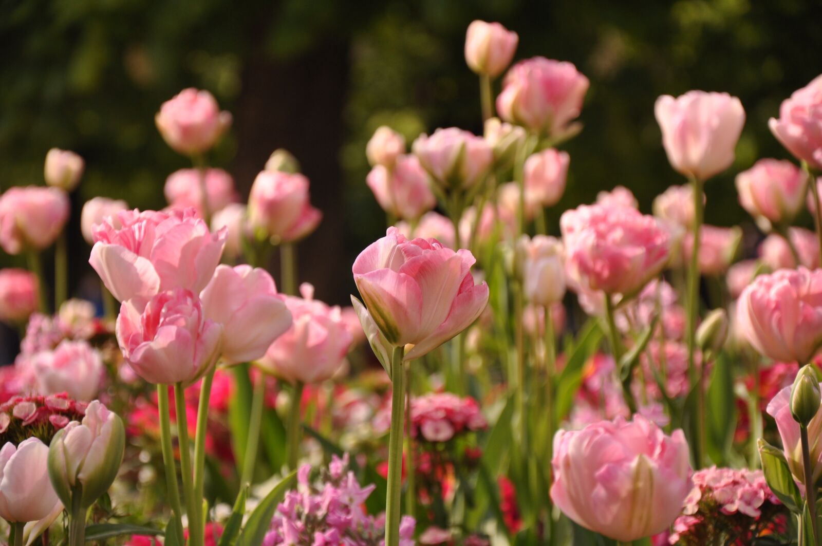 Nikon D90 sample photo. Spring, tulips, garden photography