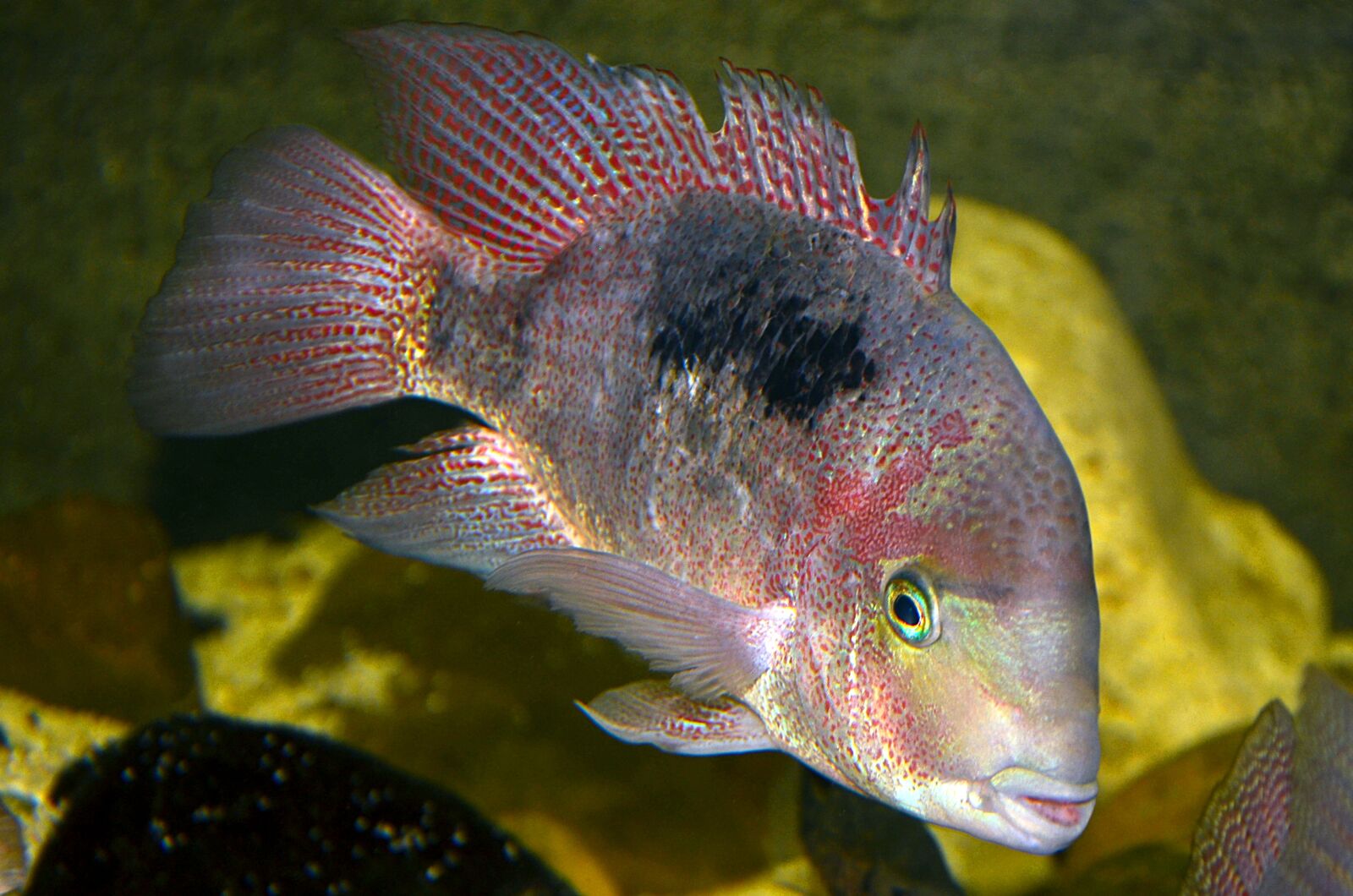 Nikon D5100 sample photo. Maskaheros, regani, cichlids photography