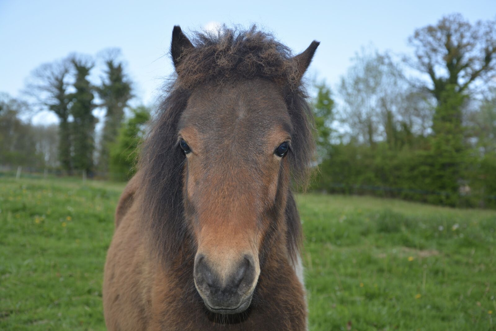 Nikon D5200 sample photo. Pony, equine, animal photography