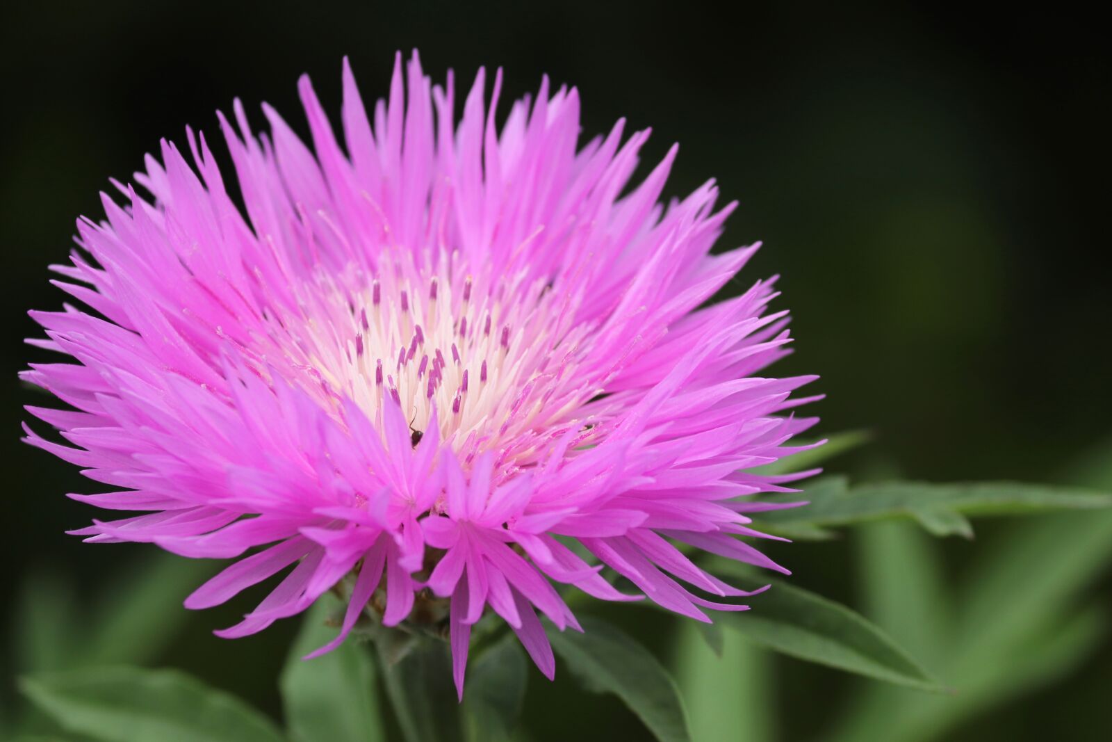 Canon EOS 200D (EOS Rebel SL2 / EOS Kiss X9) sample photo. Knapweed, blossom, bloom photography