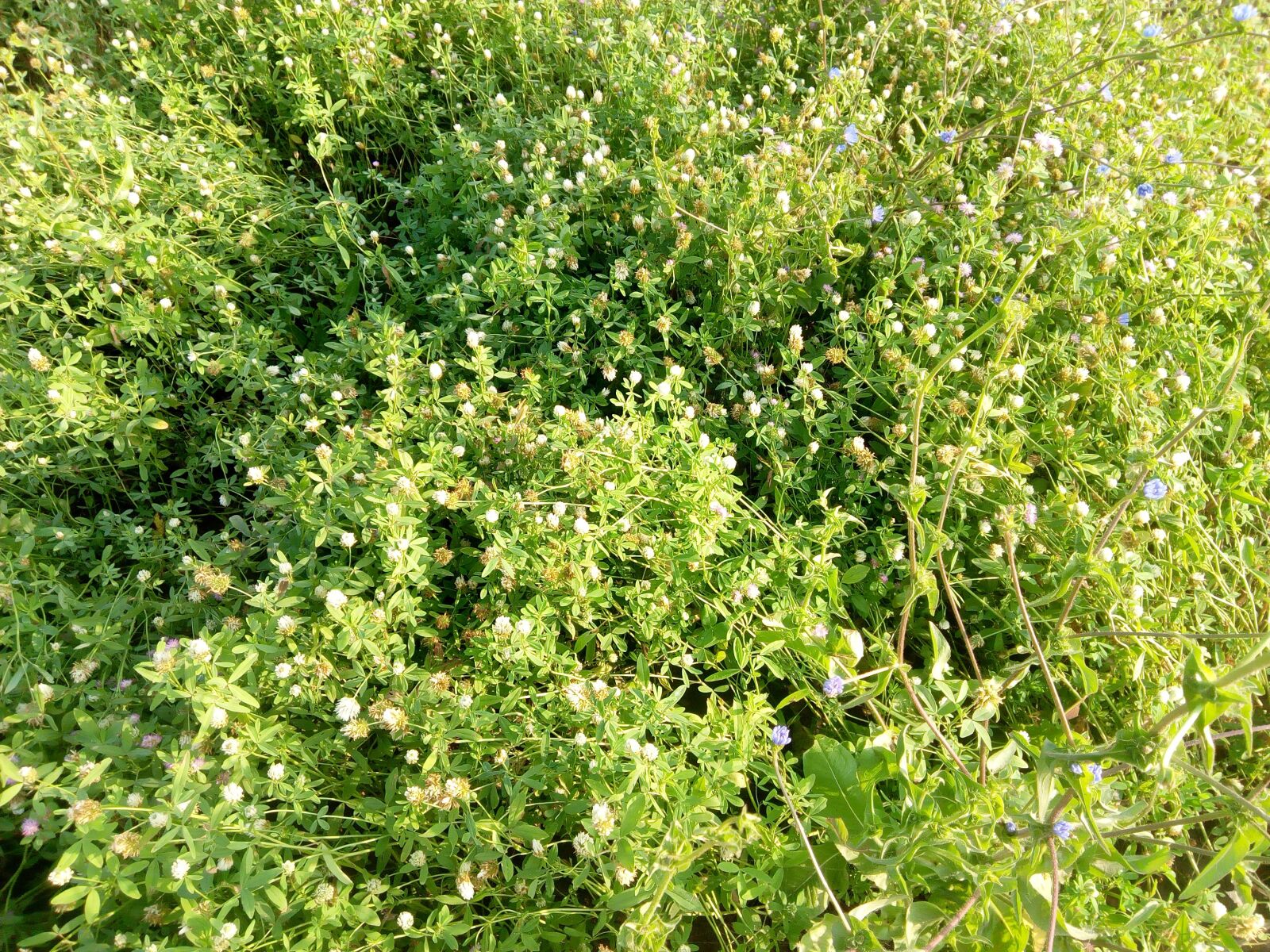 Infinix HOT5 sample photo. Fresh, green, grass photography