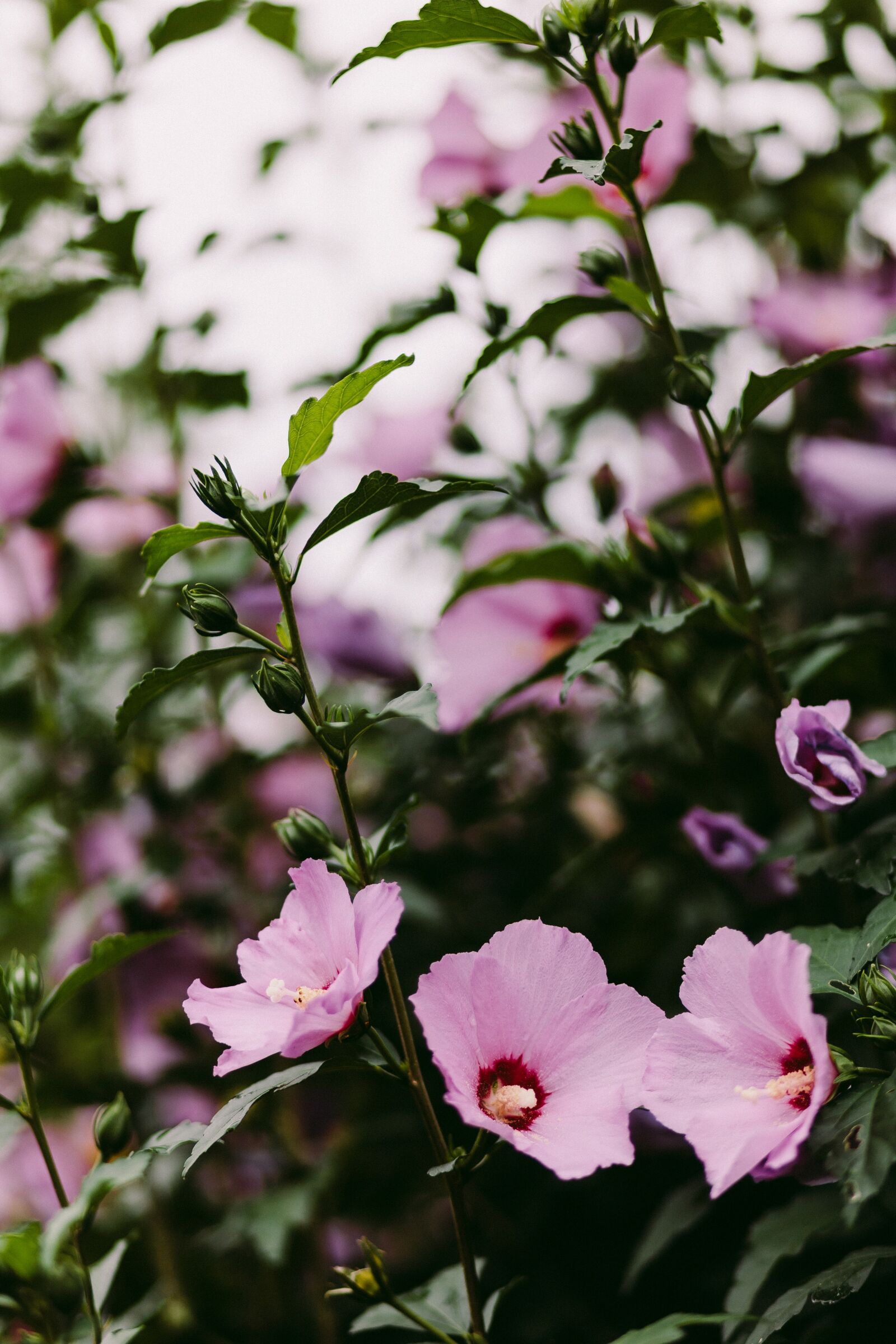 Canon EF 85mm F1.8 USM sample photo. Common hollyhock, pink, magenta photography