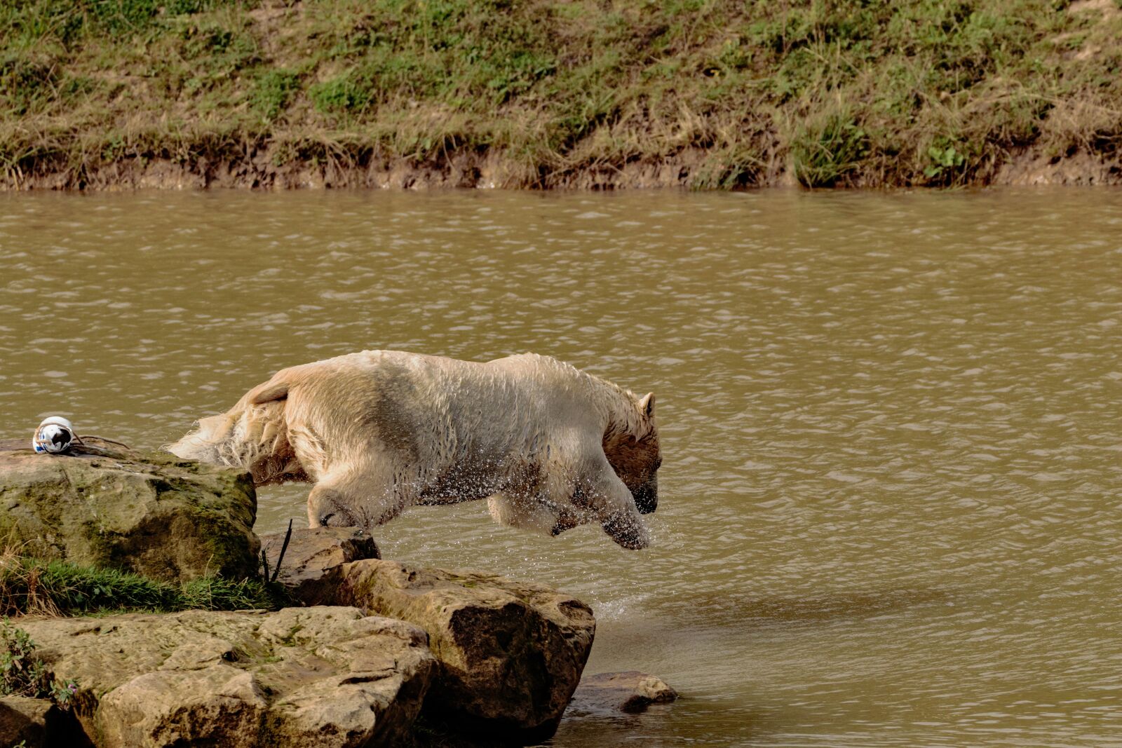 Canon EOS 7D Mark II sample photo. Polar bear, big bear photography