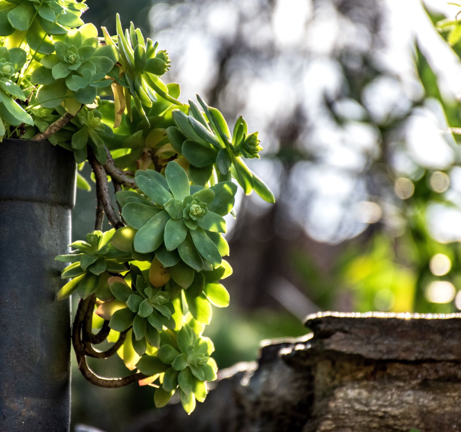 Nikon D5600 sample photo. Garden, gardening, greenery photography