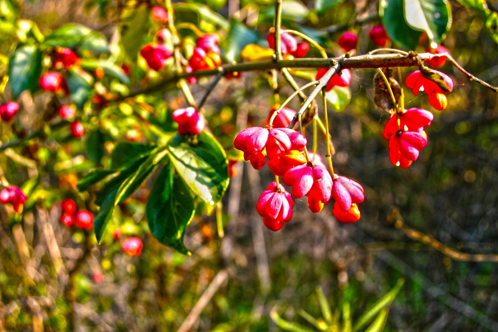 Canon EOS 300D (EOS Digital Rebel / EOS Kiss Digital) sample photo. Berries, branch, red photography