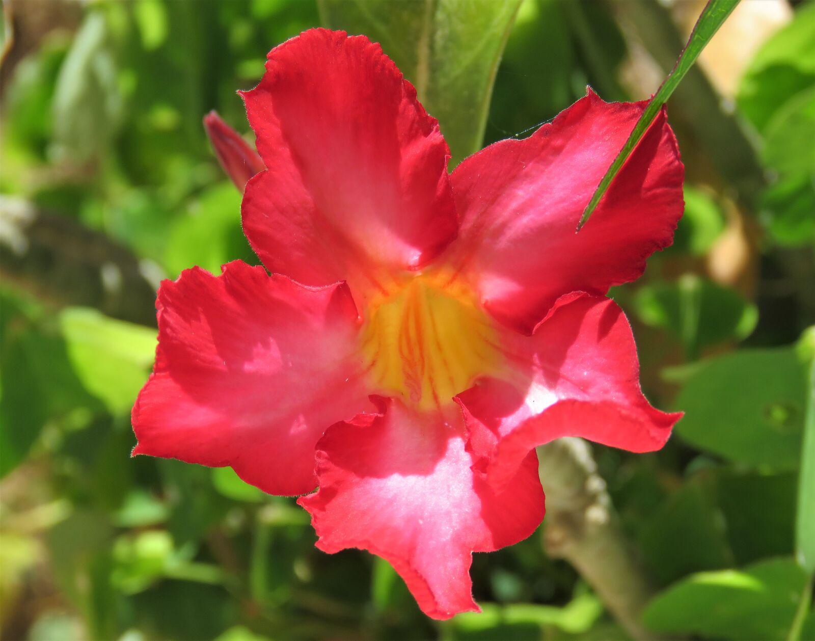 Canon PowerShot SX60 HS sample photo. Flower, flora, nature photography